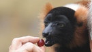 John Cleese mit Lemur | Bild: picture-alliance/dpa