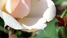 Princess Diana Rose | Bild: picture-alliance/dpa