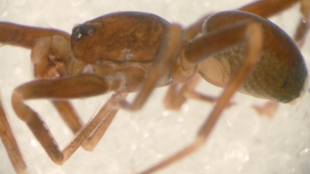 Loriot ist der prominente Namenspate für die Spinne Otacilia loriot | Bild: picture-alliance/dpa/ Senckenberg