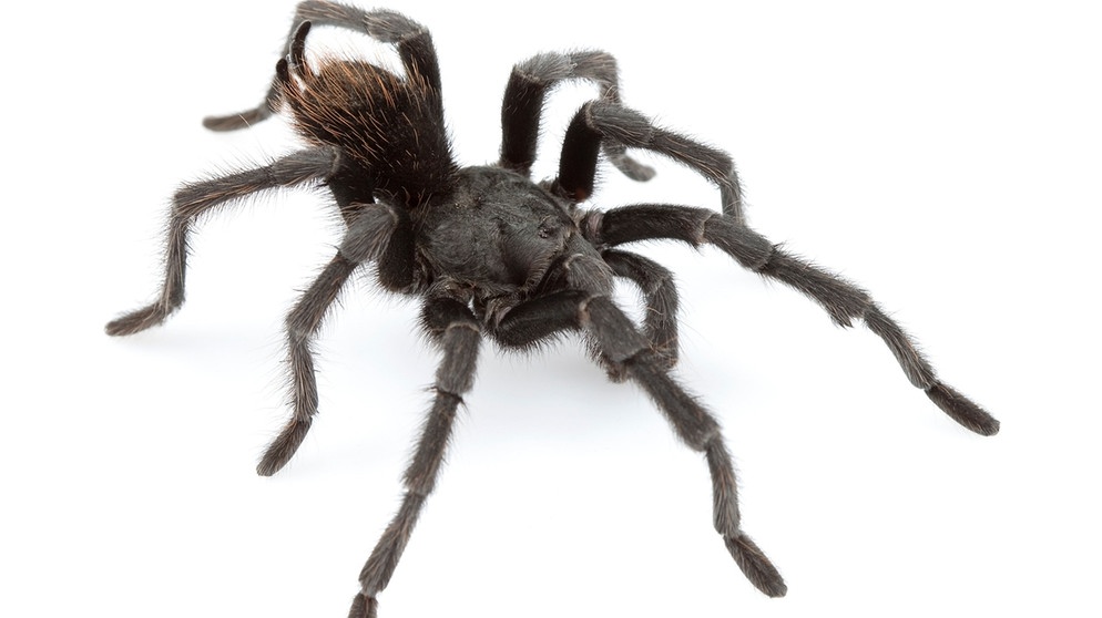 Vogelspinne Aphonopelma johnnycashi wurde nach dem Prominenten Johnny Cash benannt. | Bild: dpa-Bildfunk