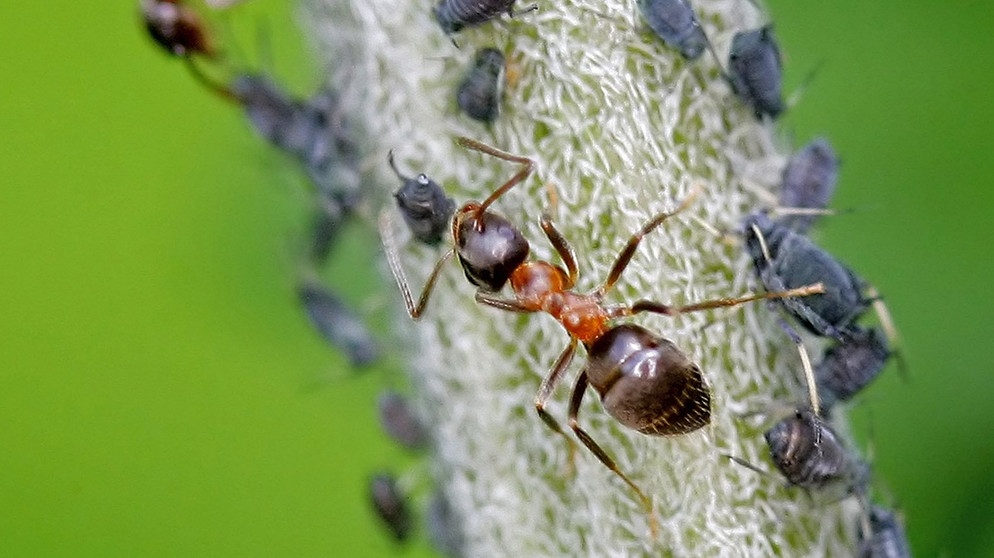 Ameisen und Blattläuse bilden in der Natur die perfekte Symbiose. Die Blattläuse verköstigen die Ameisen mit Honigtau, dafür werden sie von den Ameisen beschützt. Von dieser Lebensgemeinschaft profitieren beide Arten. In der Biologie sind noch viele weitere Symbiosen bekannt. | Bild: picture-alliance/dpa