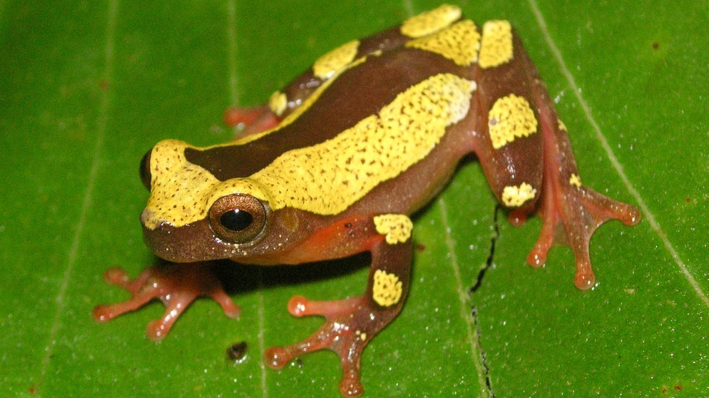 Clownfroschart Dendropsophus arndti aus dem Amazonasgebiet. Bei uns in Deutschland gibt es je nach Zählweise 20 oder 21 Amphibienarten. Weltweit sind es jedoch rund 6.000 Amphibienarten, die alle mit anderen Besonderheiten beeindrucken. Zu den Amphibien oder Lurchen in Deutschland zählen Frösche, Kröten, Molche, Salamander und Unken. | Bild: Senckenberg/Martin Jansen/dpa 