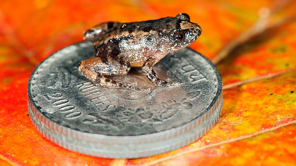 Kleinst-Frosch Nyctibatrachus robinmoorei aus Indien. Clownfroschart Dendropsophus arndti. Bei uns in Deutschland gibt es je nach Zählweise 20 oder 21 Amphibienarten. Weltweit sind es jedoch rund 6.000 Amphibienarten, die alle mit anderen Besonderheiten beeindrucken. Zu den Amphibien oder Lurchen in Deutschland zählen Frösche, Kröten, Molche, Salamander und Unken. | Bild: picture-alliance/dpa/SD Biju