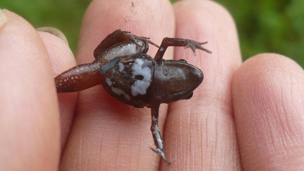 Aus dem Nebelwald-Gebiet bei Cusco: Frosch Noblella madreselva. Bei uns in Deutschland gibt es je nach Zählweise 20 oder 21 Amphibienarten. Weltweit sind es jedoch rund 6.000 Amphibienarten, die alle mit anderen Besonderheiten beeindrucken. Zu den Amphibien oder Lurchen in Deutschland zählen Frösche, Kröten, Molche, Salamander und Unken. | Bild: dpa-Bildfunk