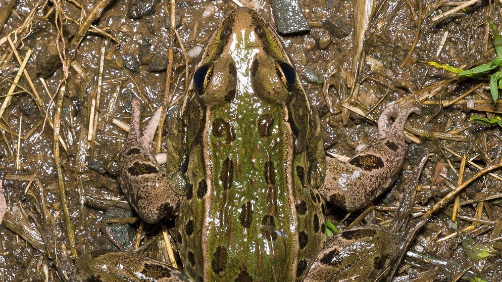 Rana kauffeldi - diese Froschart wurde in New York entdeckt. Bei uns in Deutschland gibt es je nach Zählweise 20 oder 21 Amphibienarten. Weltweit sind es jedoch rund 6.000 Amphibienarten, die alle mit anderen Besonderheiten beeindrucken. Zu den Amphibien oder Lurchen in Deutschland zählen Frösche, Kröten, Molche, Salamander und Unken. | Bild: Feinberg et al./dpa