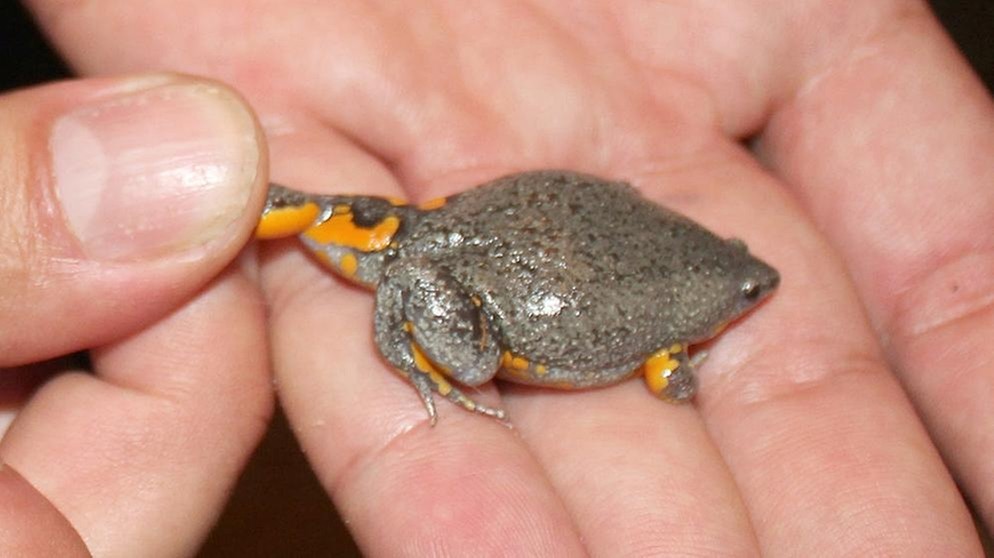 Frosch Camilo IV aus Kolumbien. Bei uns in Deutschland gibt es je nach Zählweise 20 oder 21 Amphibienarten. Weltweit sind es jedoch rund 6.000 Amphibienarten, die alle mit anderen Besonderheiten beeindrucken. Zu den Amphibien oder Lurchen in Deutschland zählen Frösche, Kröten, Molche, Salamander und Unken. | Bild: WWF/dpa - Bildfunk