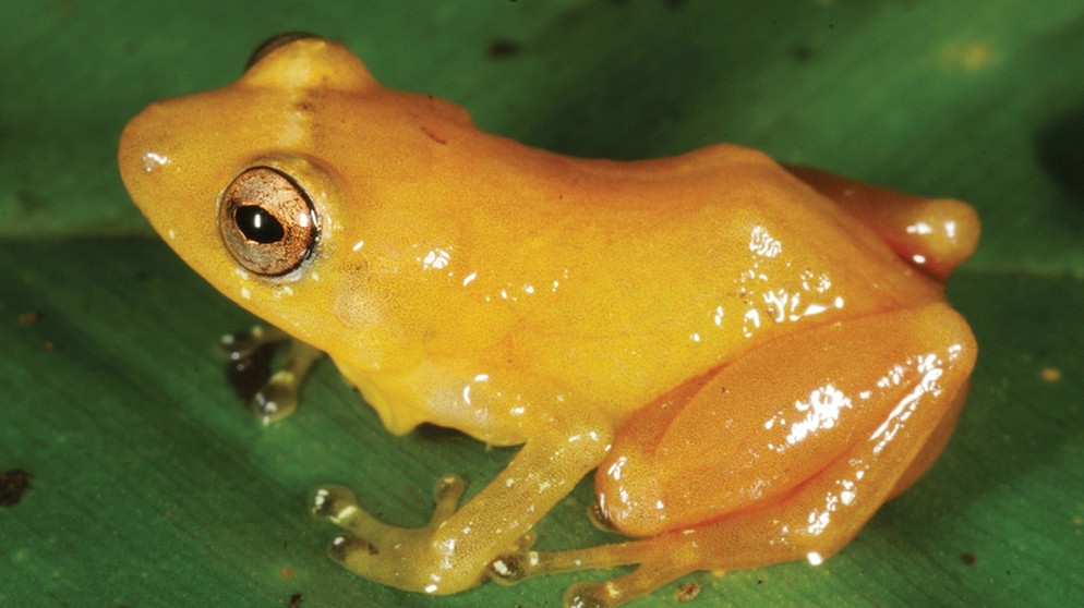 Froschart Diasporus citrinobapheus aus Panama. Bei uns in Deutschland gibt es je nach Zählweise 20 oder 21 Amphibienarten. Weltweit sind es jedoch rund 6.000 Amphibienarten, die alle mit anderen Besonderheiten beeindrucken. Zu den Amphibien oder Lurchen in Deutschland zählen Frösche, Kröten, Molche, Salamander und Unken. | Bild: Senckenberg