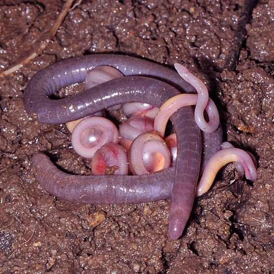 Eine Blindwühle mit jungen Blindwühlen und Blindwühlen-Eiern. Blindwühlen sind in den Tropen und Subtropen heimisch. Bei uns in Deutschland gibt es je nach Zählweise 20 oder 21 Amphibienarten. Zu den Amphibien oder Lurchen in Deutschland zählen Frösche, Kröten, Molche, Salamander und Unken. Weltweit sind es jedoch rund 6.000 Amphibienarten, die alle mit anderen Besonderheiten beeindrucken. | Bild: picture-alliance/dpa