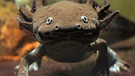 Die im Wasser lebenden Axolotl haben die Fähigkeit, verlorene Gliedmaße nachwachsen zu lassen. Heimisch ist der Axolotl in Mexiko. Bei uns in Deutschland gibt es je nach Zählweise 20 oder 21 Amphibienarten. Zu den Amphibien oder Lurchen in Deutschland zählen Frösche, Kröten, Molche, Salamander und Unken. Weltweit sind es jedoch rund 6.000 Amphibienarten, die alle mit anderen Besonderheiten beeindrucken. | Bild: picture-alliance/dpa