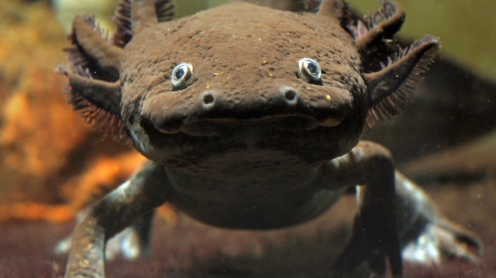 Die im Wasser lebenden Axolotl haben die Fähigkeit, verlorene Gliedmaße nachwachsen zu lassen. Heimisch ist der Axolotl in Mexiko. Bei uns in Deutschland gibt es je nach Zählweise 20 oder 21 Amphibienarten. Zu den Amphibien oder Lurchen in Deutschland zählen Frösche, Kröten, Molche, Salamander und Unken. Weltweit sind es jedoch rund 6.000 Amphibienarten, die alle mit anderen Besonderheiten beeindrucken. | Bild: picture-alliance/dpa