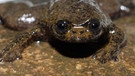 Wissenschaftler haben auf der südostasiatischen Insel Borneo Wasserfrösche ohne Lungen entdeckt. Bei uns in Deutschland gibt es je nach Zählweise 20 oder 21 Amphibienarten. Zu den Amphibien oder Lurchen in Deutschland zählen Frösche, Kröten, Molche, Salamander und Unken. Weltweit sind es jedoch rund 6.000 Amphibienarten, die alle mit anderen Besonderheiten beeindrucken. | Bild: picture-alliance/dpa/David Bickford