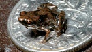 Zwergfrosch Paedophryne amauensis aus Papua-Neuguinea. Bei uns in Deutschland gibt es je nach Zählweise 20 oder 21 Amphibienarten. Zu den Amphibien oder Lurchen in Deutschland zählen Frösche, Kröten, Molche, Salamander und Unken. Weltweit sind es jedoch rund 6.000 Amphibienarten, die alle mit anderen Besonderheiten beeindrucken. | Bild: picture-alliance/dpa/Christopher Austin