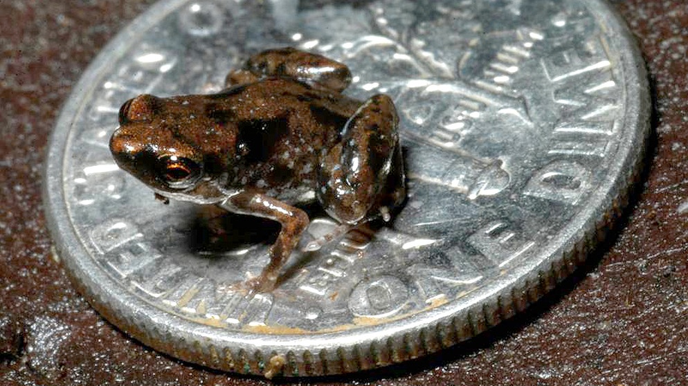 Zwergfrosch Paedophryne amauensis aus Papua-Neuguinea. Bei uns in Deutschland gibt es je nach Zählweise 20 oder 21 Amphibienarten. Zu den Amphibien oder Lurchen in Deutschland zählen Frösche, Kröten, Molche, Salamander und Unken. Weltweit sind es jedoch rund 6.000 Amphibienarten, die alle mit anderen Besonderheiten beeindrucken. | Bild: picture-alliance/dpa/Christopher Austin