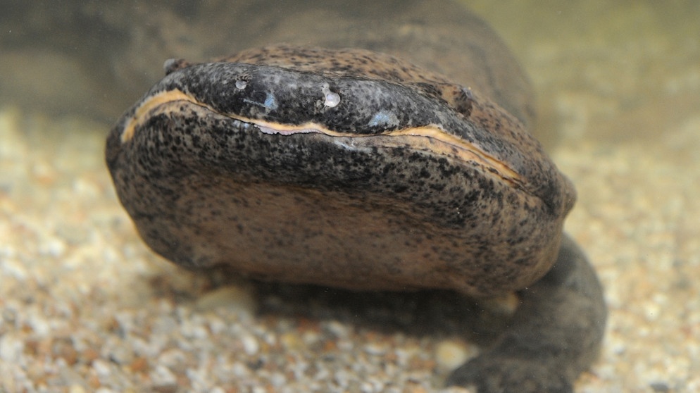 Ein chinesischer Riesensalamander mit einer Länge von rund 1,40 Metern. Bei uns in Deutschland gibt es je nach Zählweise 20 oder 21 Amphibienarten. Zu den Amphibien oder Lurchen in Deutschland zählen Frösche, Kröten, Molche, Salamander und Unken. Weltweit sind es jedoch rund 6.000 Amphibienarten, die alle mit anderen Besonderheiten beeindrucken. | Bild: picture-alliance/dpa