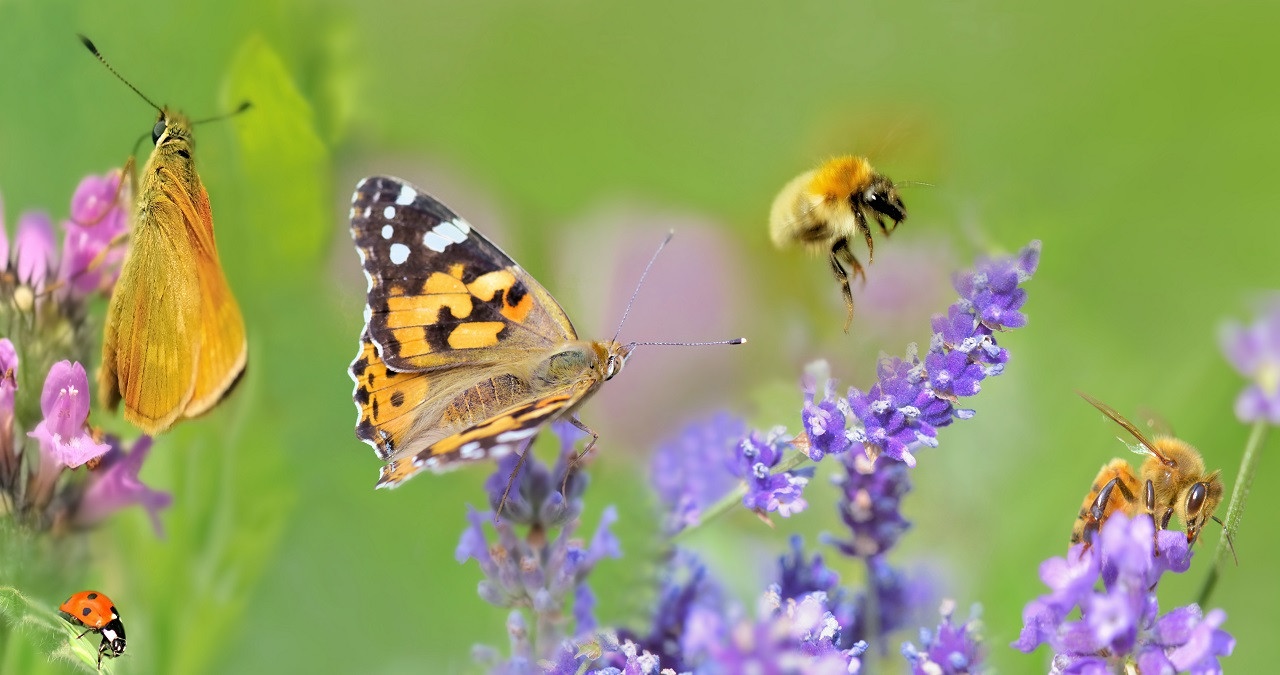 Biodiversität: Fünf Gründe Für Das Artensterben - Und Was Ihr Dagegen ...