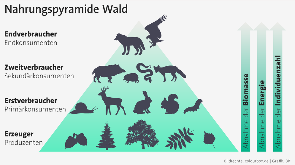 Illustration: Die Nahrungspyramide eines Ökosystems wird auch "Trophische Kaskade" genannt.  | Bild: colourbox.com