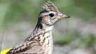 Eine Feldlerche. Bei uns in Deutschland überwintern Feldlerchen häufig, doch aus den Brutgebieten im nördlichen Europa zieht der Zugvogel den Winter über in den wärmeren Süden. | Bild: picture-alliance/dpa/Andreas Neuthe