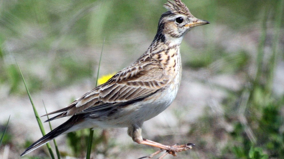 Eine Feldlerche. Bei uns in Deutschland überwintern Feldlerchen häufig, doch aus den Brutgebieten im nördlichen Europa zieht der Zugvogel den Winter über in den wärmeren Süden. | Bild: picture-alliance/dpa/Andreas Neuthe