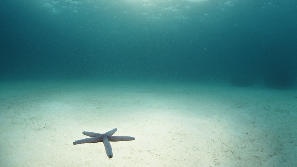 Auf dem Bild ist ein einzelner Seestern auf dem Meeresboden zu sehen. Ansonsten ist das Meer auf dem Bild leer. Fischbestände und Wassertiere sind weltweit gefährdet. Dabei wäre es leicht, etwas gegen die Überfischung zu unternehmen. Auch ihr könnt etwas tun und Fische schützen. | Bild: colourbox.com