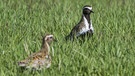 Goldregenpfeifer. Auf seinem Weg in nördlichere Brutgebiete macht dieser Zugvogel an Deutschlands Küsten Rast.  | Bild: picture alliance / Hinrich Bäsemann