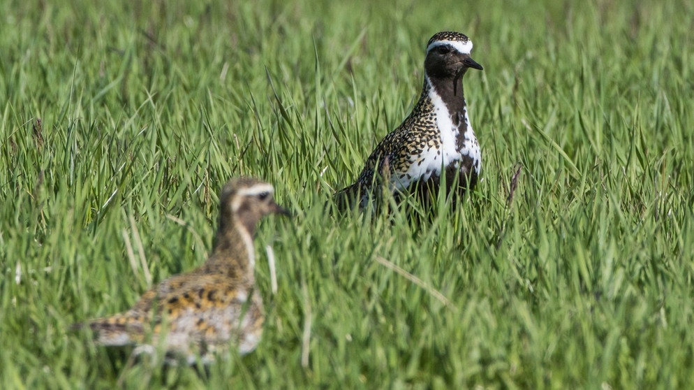 Goldregenpfeifer. Auf seinem Weg in nördlichere Brutgebiete macht dieser Zugvogel an Deutschlands Küsten Rast.  | Bild: picture alliance / Hinrich Bäsemann