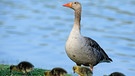 Graugänse sind typische Zugvögel, die mit in großen Gruppen reisen, in typischer V-Formation. | Bild: picture-alliance/dpa