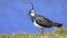 Kiebitz (Vanellus vanellus) aus der Familie der Regenpfeifer. Der Kiebitz ist leicht an seinem schwarzen Federschopf am Kopf zu erkennen. Sein Federkleid schimmert oben metallisch-grün-violett, unten ist es hell. Der Kiebitz ist normalerweise an Feuchtwiesen, Sümpfen und Feldern zu finden.   | Bild: imago/blickwinkel