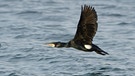 Ein Kormoran. Der Zugvogel zieht manchmal sehr weite Strecken zum Überwintern: Kormorane, die auf den britischen Inseln brüten, überwintern beispielsweise in Portugal.  | Bild: picture-alliance/dpa