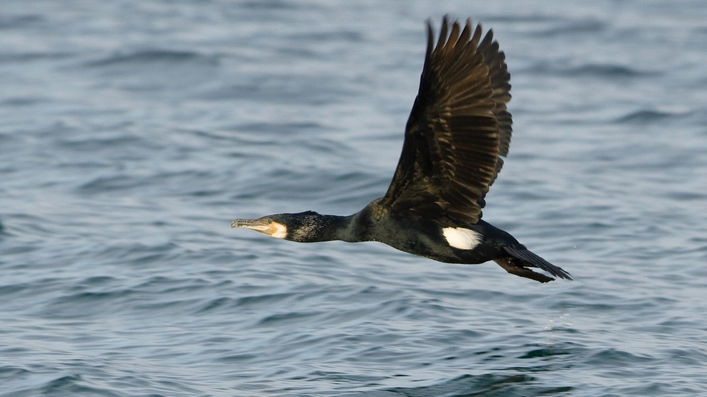 Ein Kormoran. Der Zugvogel zieht manchmal sehr weite Strecken zum Überwintern: Kormorane, die auf den britischen Inseln brüten, überwintern beispielsweise in Portugal.  | Bild: picture-alliance/dpa