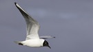 Lachmöwen sind normalerweise Zugvögel. Viele der Vögel überwintern aber auch bei uns. | Bild: picture alliance / Hinrich Bäsemann