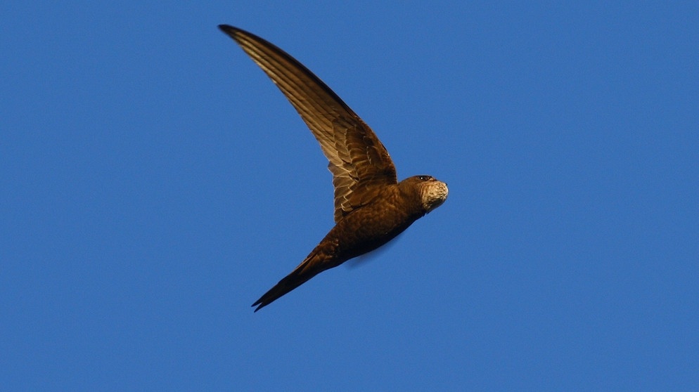 Mauersegler im Flug. Mauersegler sind Zugvögel, die bei uns nur ihre kurze Brutzeit von Mai bis August verbringen. | Bild: BR/Dr. Ninon Ballerstädt