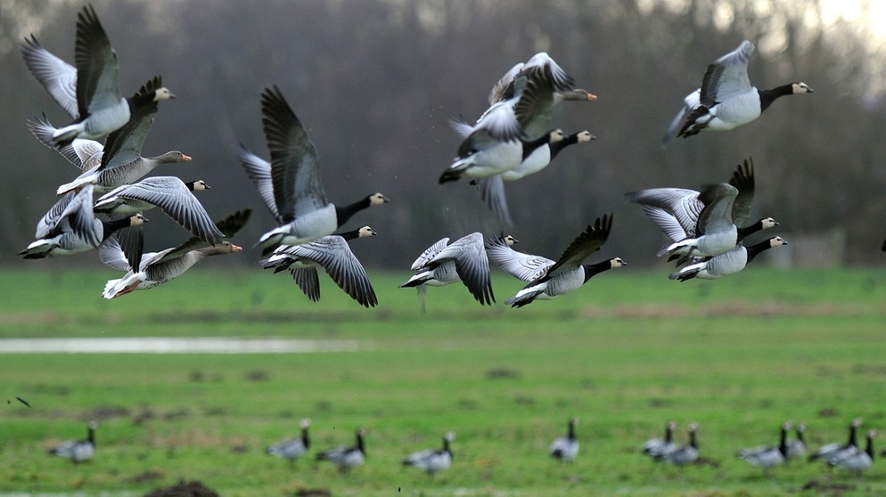 Nonnengänse oder Weißwangengänse sind Zugvögel, die aus dem Hohen Norden - den Küsten Sibiriens etwa - an die norddeutschen Küsten zum Überwintern ziehen. | Bild: picture-alliance/dpa