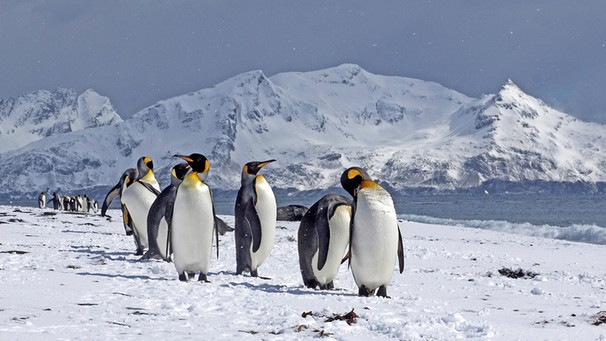 Pinguin-Nachwuchs zieht in die Kolonie