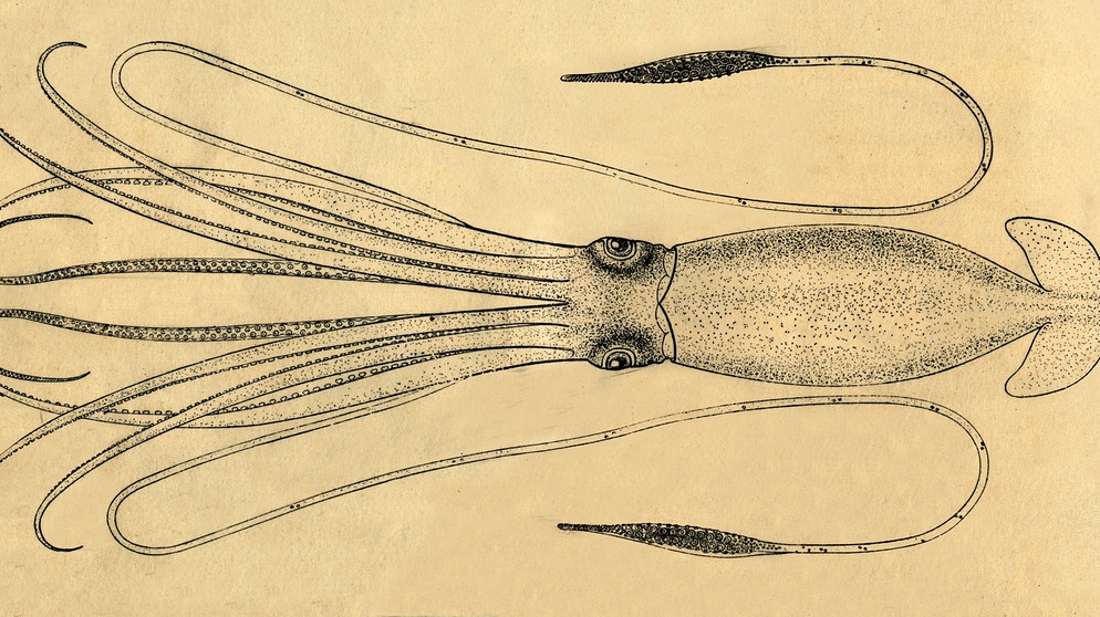 Grafische Darstellung eines Riesenkalmars von 1881. Riesentintenfische sind die größten wirbellosen Bewohner der Ozeane. Wir haben spannende Fakten über Riesenkalmare gesammelt. Klickt euch durch. | Bild: picture alliance / Heritage-Images | The Print Collector/Heritage Images