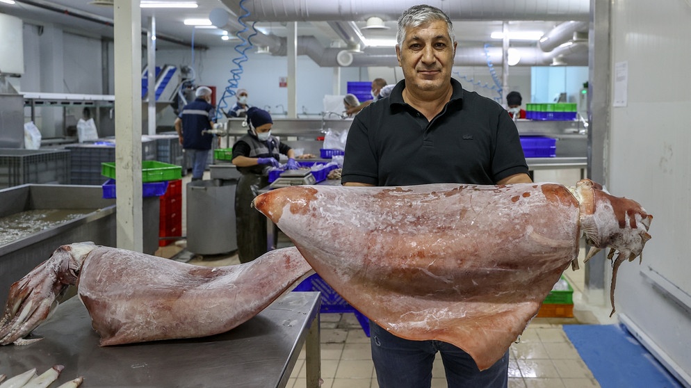 Fischer mit Riesenkalmar in einer Großküche. Riesentintenfische sind die größten wirbellosen Bewohner der Ozeane. Wir haben spannende Fakten über Riesenkalmare gesammelt. Klickt euch durch. | Bild: picture alliance / AA | Mahmut Serdar Alakus