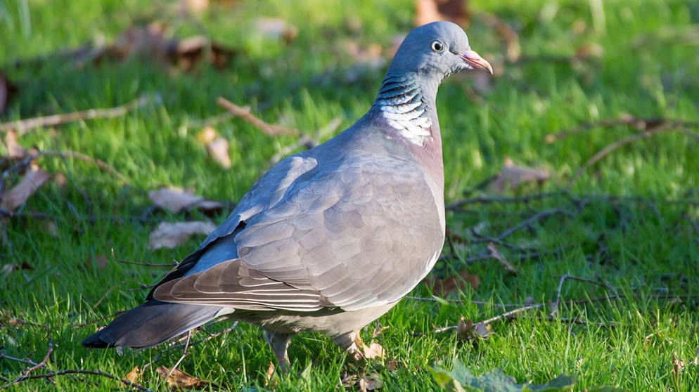 Die Ringeltaube lebt in Deutschland ganzjährig. Aus nördlicheren Brutgebieten jedoch kommt der Zugvogel im Winter zu uns zum Überwintern. | Bild: picture alliance / Hinrich Bäsemann