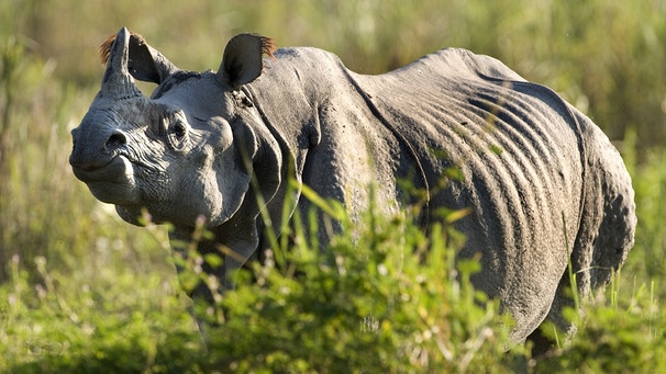 Ein Panzernashorn, auch Indisches Nashorn (Rhinoceros unicornis) genannt. | Bild: picture-alliance/dpa