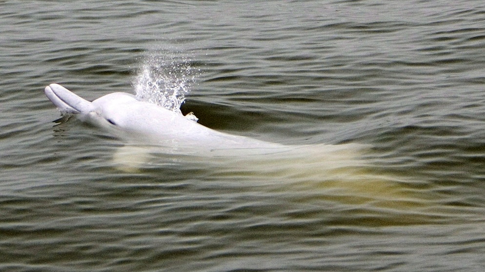 Chinesischer Flussdelfin, wahrscheinlich ausgestorben | Bild: picture-alliance/dpa