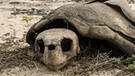 Skelett einer Unechten Karettschildkröte (Caretta caretta) am Strand der Kapverdischen Inseln. | Bild: picture alliance / imageBROKER