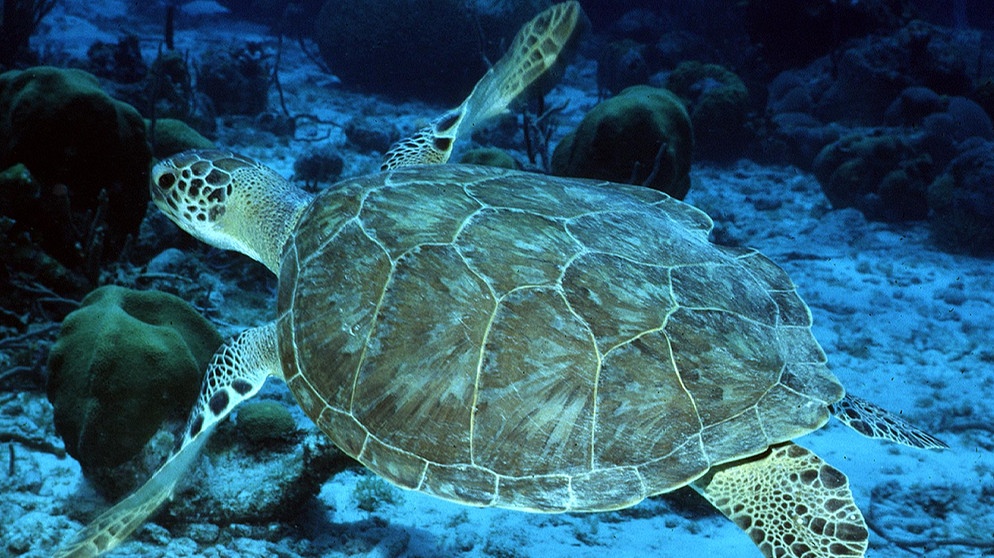 Suppenschildkröte (Meeresschildkröte) (auf englisch: Green turtle) | Bild: Andy Bruckner, NOAA