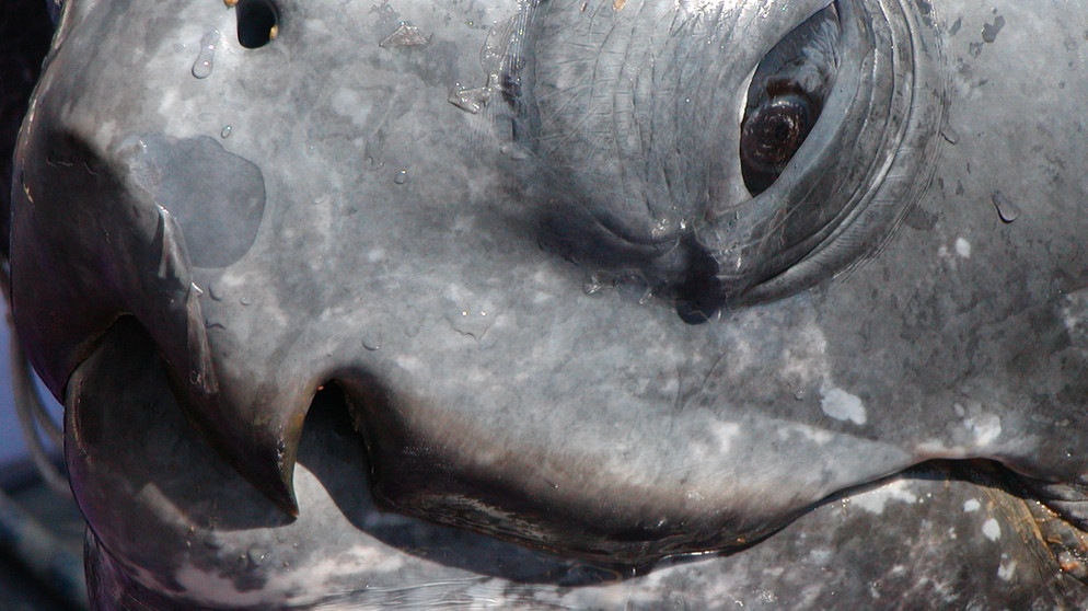 Nahaufnahme einer Lederschildkröte (Meeresschildkröte) | Bild: Scott R. Benson, NMFS Southwest Fisheries Science Center / NOAA