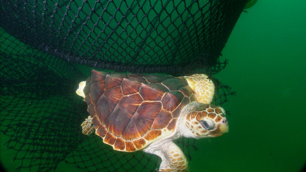 Unechte Karettschildkröte flüchtet vor einem Fangnetz | Bild: NOAA