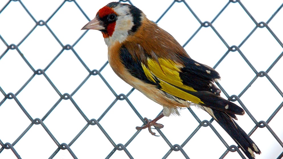 Tiere im Winter: Stieglitz bzw. Distelfink | Bild: picture-alliance/dpa