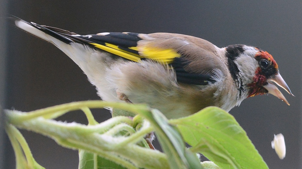 Ein Stieglitz (Carduelis carduelis), auch Distelfink genannt, sitzt auf einer Sonnenblume und pickt die Kerne heraus. Denn dafür ist sein spitzer, elfenbeinfarbener Schnabel hervorragend geeignet. Fliegt er umher, staunt man über sein leuchtend gelbes Flügelfeld. | Bild: Patrick Seeger/dpa