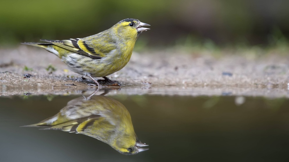 Erlenzeisig, auch Zeisig (Carduelis spinus): Der Erlenzeisig ist olivgrün mit dunklen Streifen. Sein Schnabel ist für einen Finken relativ lang und schmal. Er fühlt sich in Bergwäldern wohl, überwintert aber von Oktober bis April gerne bei uns.   | Bild: imago/Nature in Stock