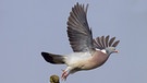 Ringeltaube (Columba palumbus): Die größte Taubenart Europas ist durch ihre weißen Bänder am Flügel und am Hals leicht zu erkennen.   | Bild: imago/Nature Picture Library