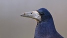 Saatkrähe (Corvus frugilegus) - von der Rabenkrähe kann man sie unterscheiden, weil die Stirn der Saatkrähe steiler ansteigt und ihr Schnabel weißlich ist. | Bild: imago/blickwinkel