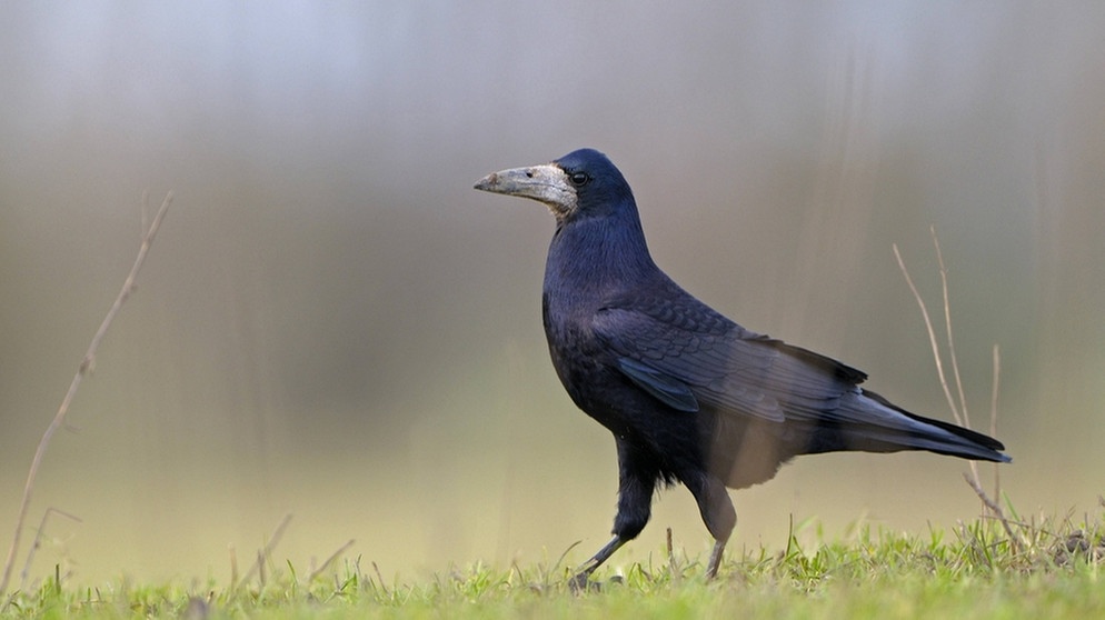 Saatkrähe (Corvus frugilegus) - von der Rabenkrähe kann man sie unterscheiden, weil die Stirn der Saatkrähe steiler ansteigt und ihr Schnabel weißlich ist. | Bild: imago/blickwinkel