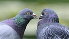 Die Straßentaube oder Stadttaube (Columba livia domestica) stammt von verwilderten Brieftauben ab. Aus den vielen Gefangenschaftsflüchtlingen haben sich mittlerweile in den Städten verschiedenste Populationen entwickelt, die immer neue Farben und Gefiedervarianten einbringen. | Bild: imago/imagebroker