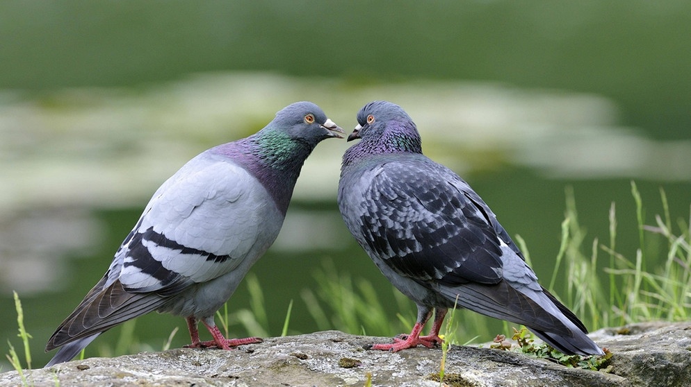 Die Straßentaube oder Stadttaube (Columba livia domestica) stammt von verwilderten Brieftauben ab. Aus den vielen Gefangenschaftsflüchtlingen haben sich mittlerweile in den Städten verschiedenste Populationen entwickelt, die immer neue Farben und Gefiedervarianten einbringen. | Bild: imago/imagebroker